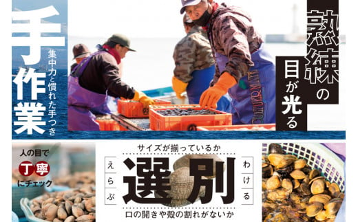 北海道 道東産 (活) アサリ中 3kg（北海道 あさり アサリ ふるさとチョイス ふるさと納税 仕組み キャンペーン 限度額 計算 ランキング  やり方 シミュレーション チョイス チョイスマイル ） - 北海道別海町｜ふるさとチョイス - ふるさと納税サイト