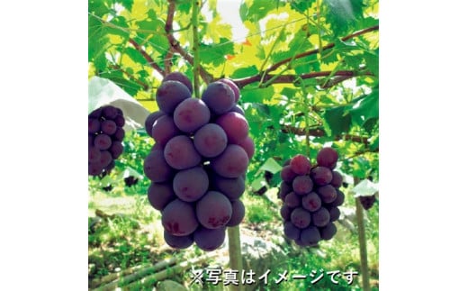 巨峰 約3kg ／ フルーツ 果物 種あり ぶどう ブドウ 数量限定 奈良県 御所市 1354494 - 奈良県御所市