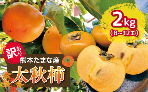 訳あり 太秋柿 約2kg | フルーツ 果物 くだもの 柿 かき カキ 熊本県 玉名市