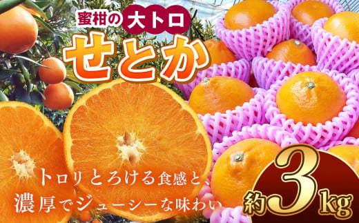 せとか 熊本玉名産 約3kg | 果物 くだもの フルーツ 柑橘類 みかん ミカン 熊本県 玉名市 旬  スイーツ 高級品種 高糖度 産地直送