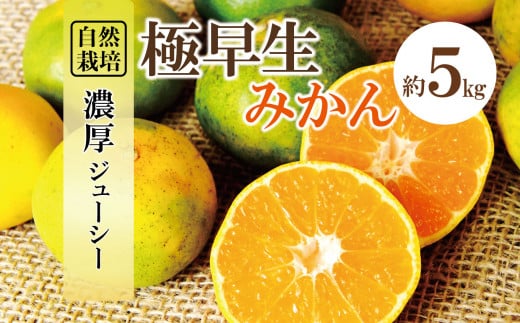 自然栽培 極早生 みかん 約 5kg | フルーツ 果物 くだもの 柑橘 ミカン 熊本県 玉名市 1025388 - 熊本県玉名市