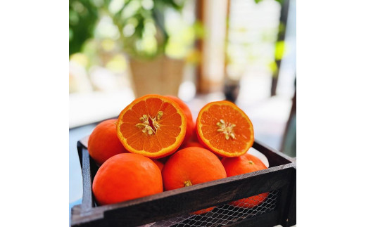 有田育ちの セミノールオレンジ (ご家庭用) 約10kg【先行予約・2025年4月～発送】【MS58】 1356260 - 和歌山県高野町