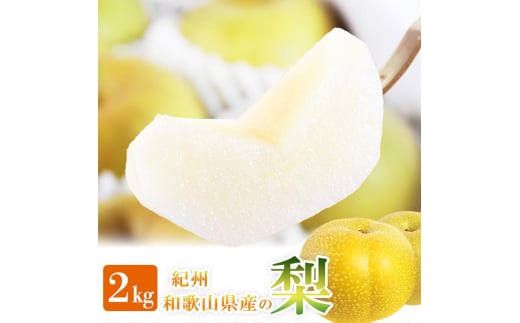 紀州和歌山産の梨 約2kg 化粧箱入◇ ※離島への配送不可 ※2025年8月下旬頃～9月上旬頃に順次発送予定