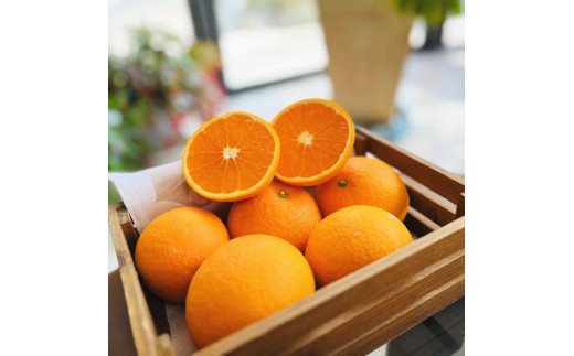 厳選 完熟 清見 オレンジ 約7kg【先行予約・2025年2月～発送】【MS38】 1356245 - 和歌山県高野町