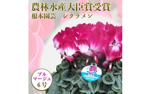 【先行予約】根本園芸 シクラメン 【6号】 鉢花 鉢植え ﾌﾟﾙﾏｰｼﾞｭ　 ガーデンシクラメン 花 ギフト 農林水産大臣賞受賞【1002101】 550803 - 福島県南相馬市