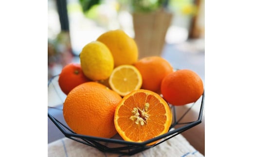 有田育ちの 旬の 柑橘 詰合せセット(ご家庭用) 約8kg【先行予約・2025年1月より発送】【MS65】