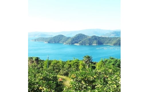 愛媛県八幡浜市のふるさと納税 ＜2024年11月以降発送＞八幡浜市向灘地区産「媛一みかん」約5kg(家庭用)＜C28-27＞_ みかん ミカン 家庭用 柑橘 フルーツ くだもの 果物 ふるーつ 果実 青果 甘い 産直 旬 産地直送 温州 愛媛 ジューシー 傷 規格外 【1051846】