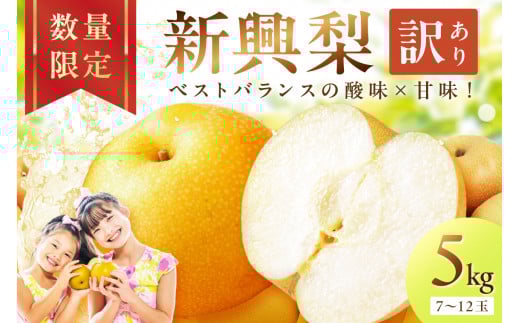 【先行予約／数量限定700】新興梨（訳あり） 5kg （7～12玉）（2026年9月下旬～発送）　DE00159