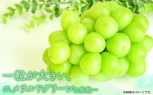 大粒のパリッとした食感がたまりません。
