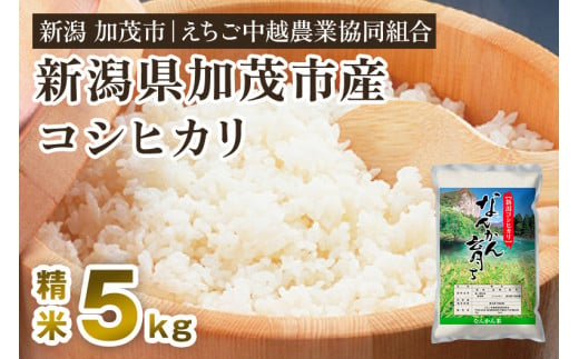 【令和5年産米】新潟産コシヒカリ なんかん育ち「こしひかり米」精米5kg 白米 七谷産 特別栽培米 えちご中越農業協同組合 224435 - 新潟県加茂市