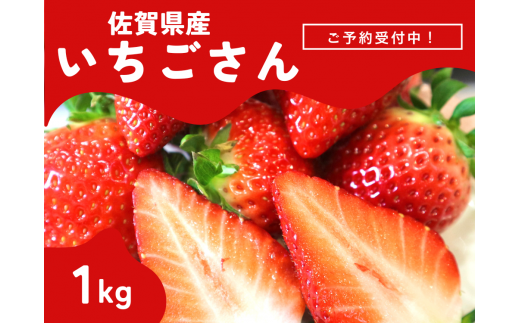 ＜先行予約受付中・令和7年2月以降順次発送＞濃厚苺”いちごさん”  1kg（A13719-04） 1521746 - 佐賀県佐賀県庁