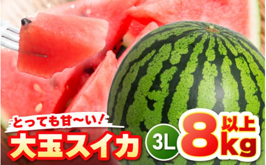 【先行予約】坂井市三里浜砂丘地産 大玉スイカ 3Lサイズ 1玉（8kg以上） 【2025年6月上旬以降順次発送予定】 【スイカ 西瓜 すいか デザート 果物 くだもの 夏 ジューシー 高糖度 お取り寄せ グルメ 産地直送】 [A-19002]