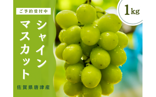 ＜先行予約受付中・令和7年7月下旬以降順次発送＞【濃厚芳醇】佐賀県唐津産シャインマスカット  1kg（A13730-04）