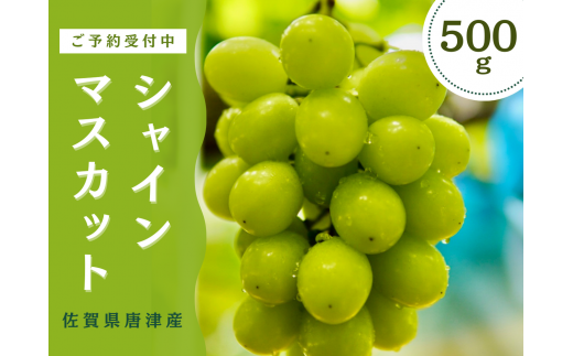 ＜先行予約受付中・令和7年7月下旬以降順次発送＞【濃厚芳醇】佐賀県唐津産シャインマスカット  500g（A13729-04）