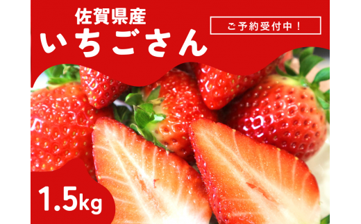＜先行予約受付中・令和7年2月以降順次発送＞濃厚苺”いちごさん” 1.5kg（A13720-04） 1521747 - 佐賀県佐賀県庁
