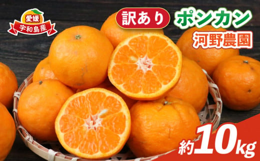 訳あり ポンカン 10kg 河野農園 わけあり みかん 蜜柑 mikan 愛媛みかん 愛媛ミカン 愛媛蜜柑 宇和島みかん ぽんかん 甘い 濃厚 人気 品種 果物 くだもの フルーツ おすすめ 訳アリ 訳あり品 柑橘 農家直送 産地直送 数量限定 先行予約 国産 愛媛 宇和島 B010-147005 1425864 - 愛媛県宇和島市