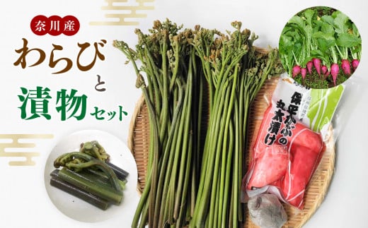 【先行受付】奈川産わらび 1kg 漬物セット |  奈川産わらび1キロ & あく抜き用灰1個 & 保平かぶの丸太漬け200ｇ×1 長野県 松本市 信州産 ふるさと納税 1259524 - 長野県松本市