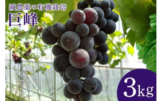 [数量限定・期間限定] 巨峰 3kg ぶどう ブドウ 葡萄 果物 フルーツ 70-G