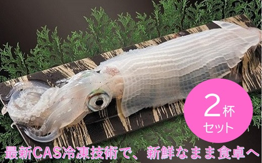 お刺身の盛り付けイメージ。日本中の人に食べてほしい佐賀県の呼子イカです。