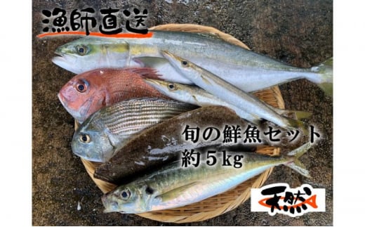 朝どれ 鮮魚 おまかせ セット 約5kg【有限会社勘網】 [AKDX001] - 神奈川県横須賀市｜ふるさとチョイス - ふるさと納税サイト