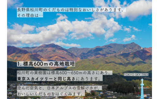 長野県松川町のふるさと納税 KW06-24A 梨 南水 約5kg（8～14玉）松川町産 贈答／9月下旬頃～配送予定 // 南信州産 長野県 和梨 なし ナシ 約5㎏ 南水 農家直送 農家支援