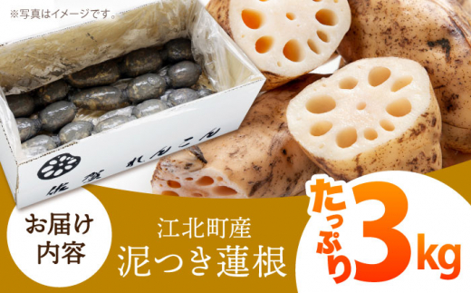 【特別栽培農産物 認定】＜地元江北町産＞ 泥付き 蓮根 3kg【百武青果】 [HAE001] 蓮根 れんこん レンコン