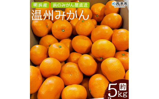 明浜産 浜のみかん屋直送 温州みかん 贈答用(5kg) 288154 - 愛媛県西予市