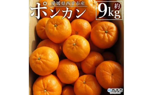 [愛媛県西予市産 ポンカン 約9kg 贈答用] 果物 くだもの フルーツ 蜜柑 ミカン 柑橘 ぽんかん 果実 果肉 ジューシー 特産品 美味しい おいしい 甘い ギフト 段畑みかん 愛媛県 西予市[常温]