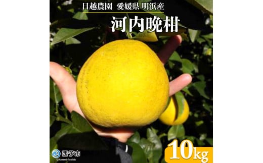 日越農園 愛媛県明浜産 河内晩柑 10kg 295383 - 愛媛県西予市