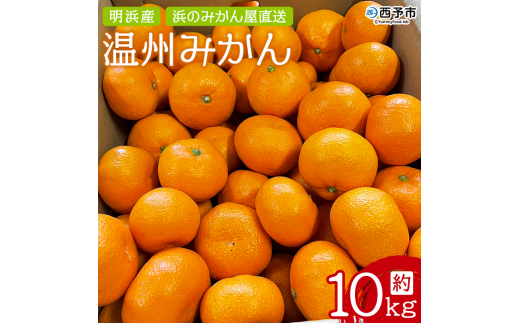 明浜産 浜のみかん屋直送 温州みかん  贈答用（10kg） 288155 - 愛媛県西予市