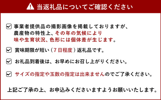 宇城市産 完熟不知火(化粧箱入り) 約3kg 髙橋果樹園