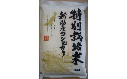 【令和6年産先行予約】新潟産コシヒカリ 5kg 無洗米 玄米 特別栽培米 新発田産 【 先行予約 新潟県 新発田市 米 新米 コシヒカリ 斗伸 5kg  D80_Y 】