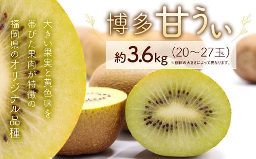 博多 甘うぃ (キウイフルーツ)  約3.6kg キウイ フルーツ 果物 くだもの【2024年11月上旬～下旬発送予定】