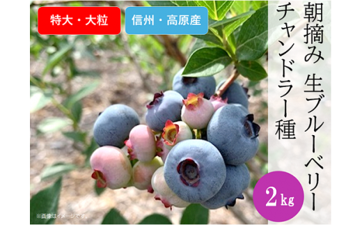 3904 信州産 新鮮朝摘み 生ブルーベリー (チャンドラー特大・大粒)2kg 1365353 - 長野県山形村