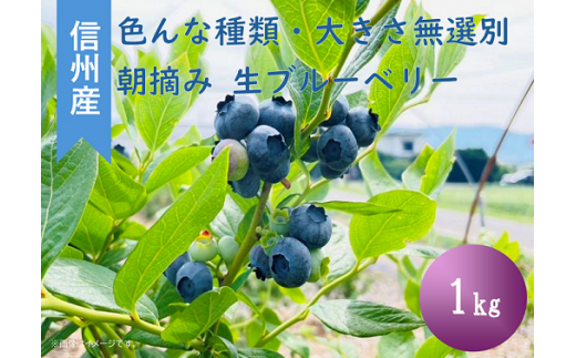 3901 信州産 新鮮朝摘み 生ブルーベリー(色んな種類・大きさ無選別)1kg 1365285 - 長野県山形村