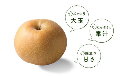 先行予約】＜数量限定10箱＞ 埼玉ブランドの梨 彩玉 約5kg | 埼玉県 北本市 新鮮 季節の果物 和梨 ナシ なし サイギョク さいぎょく  フレッシュ 大玉 甘い フルーツ 果汁 くだもの 旬 おすそわけ ギフト お取り寄せ 限定品 - 埼玉県北本市｜ふるさとチョイス - ふるさと ...