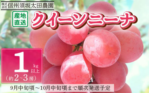 [No.5657-2621]産地直送 クイーンニーナ1kg以上 (約2～3房) 《株式会社 信州須坂太田農園》■2024年発送■※9月中旬頃～10月中旬頃まで順次発送予定 1060160 - 長野県須坂市