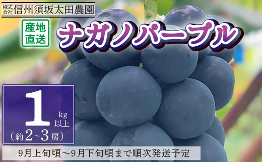 [No.5657-2623]産地直送 ナガノパープル1kg以上 (約2～3房) 《株式会社 信州須坂太田農園》■2024年発送■※9月上旬頃～9月下旬頃まで順次発送予定 1060164 - 長野県須坂市