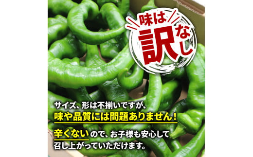 5月中旬～11月下旬発送】 【訳あり】 万願寺 とうがらし 1.8kg ( 900g × 2箱 ) 辛くない 美味しい おいしい 肉厚 甘い 旬  採れたて 箱入り 伝統野菜 バーベキュー BBQ 野菜 夏野菜 農家 産地 直送 揚げ物 炒め物 煮物 万願寺とうがらし 唐辛子 規格外