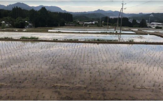 佐賀県有田町のふるさと納税 【2024年9月末～ 新米を発送！】みゆきファーム 有田 棚田米 10kg 精米したてを生産農家から直送！食味ランキング最高ランクの特A品種（さがびより/夢しずく） K14-10