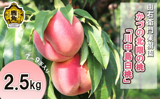 《先行予約》かづの北限の桃「川中島白桃」約2.5kg（7～9玉）●2025年9月上旬発送開始【由右衛門果樹園】桃 もも モモ お盆 お見舞い 内祝い おすそ分け 完熟 国産桃 お中元 お歳暮 グルメ ギフト 故郷 秋田 あきた 鹿角市 鹿角 送料無料