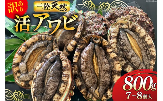 海鮮 訳あり 三陸産 活アワビ 800g (7～8個) [マルヤ五洋水産 宮城県 南三陸町 30al0006] 魚介類 あわび 鮑 天然 蝦夷あわび 貝 冷蔵 刺身 刺し身 活き ステーキ 691169 - 宮城県南三陸町