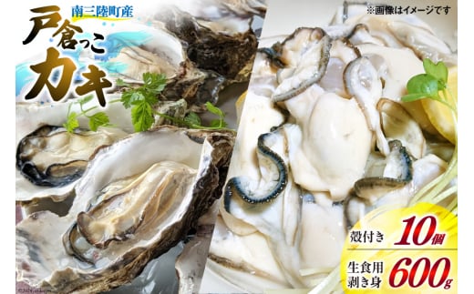 【期間限定発送】牡蠣 生食 南三陸町産 戸倉っこカキ 300g×2本 計600g 殻付き牡蠣 10個 [宮城県漁業協同組合志津川支所 宮城県 南三陸町 30an0003] 生カキ 生食用 剥き身 かき カキ 生ガキ むき身 むき 殻付 690820 - 宮城県南三陸町