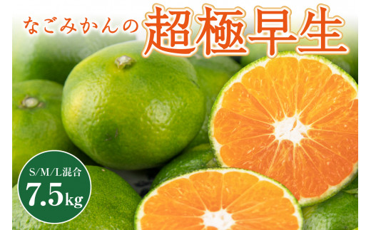 和歌山県産　完熟南高梅‼️L～Ｍサイズ混合‼️４kg　みかんキング 和歌山県産完熟南高梅‼️L～Mサイズ混合‼️4kgみかんキング