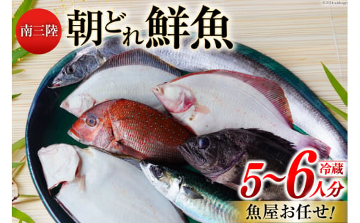 鮮魚 詰め合わせ 朝どれ鮮魚BOX 5～6人前 下処理済み [さかなのみうら 宮城県 南三陸町 30aj0007] 魚 旬 朝とれ 産地直送 690768 - 宮城県南三陸町