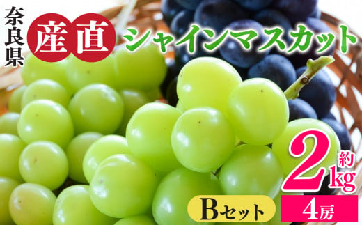 シャインマスカットと季節のぶどう セットB（4房入り）約2kg | フルーツ 果物 くだもの ぶどう 葡萄 ブドウ シャイン マスカット 奈良県 平群町 季節 セット