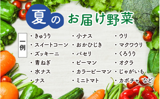 福井県あわら市のふるさと納税 農家直送 夏野菜セット 1箱 7品目以上 《元気に育った新鮮野菜！》※2024年7月中旬以降発送