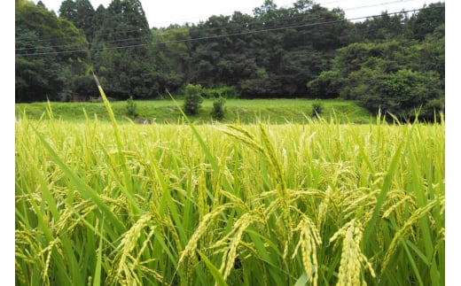 宮城県南三陸町のふるさと納税 米 令和5年産 南三陸町産 ひとめぼれ めぐりん米 ( 白米 ) 5kg [南三陸さんさんマルシェ 宮城県 南三陸町 30ai0007] お米 ご飯 ごはん コメ こめ 家庭用