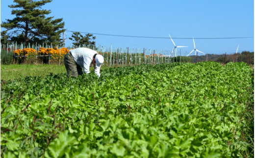 福井県あわら市のふるさと納税 農家直送 夏野菜セット 1箱 7品目以上 《元気に育った新鮮野菜！》※2024年7月中旬以降発送