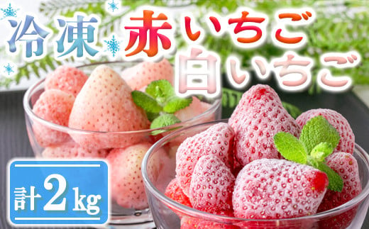 【数量限定】農家直送 南関町産 冷凍いちご赤と白 計2Kg 1372946 - 熊本県南関町